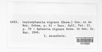 Image of Phaeosphaeria nigrans